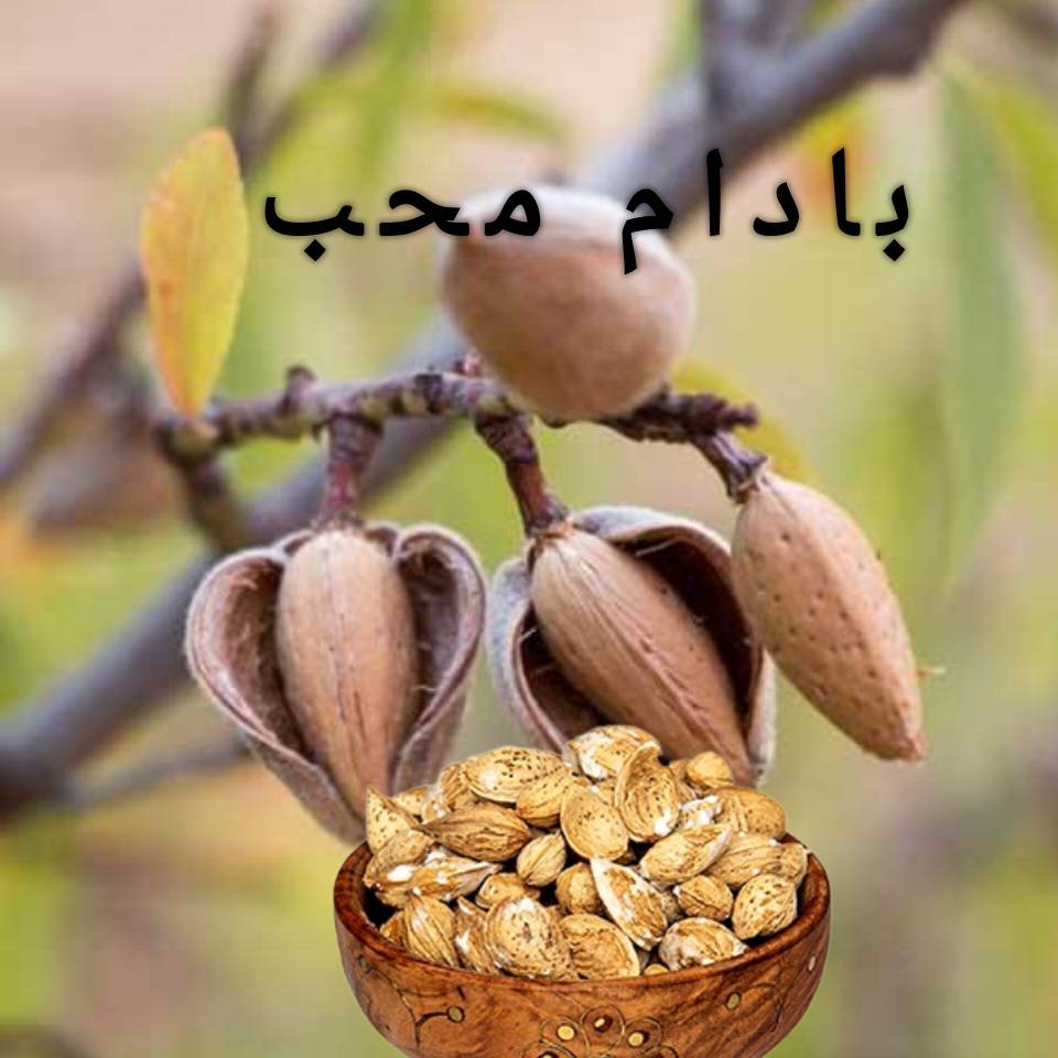 خرید عمده بادام محب بصورت مستقیم از کارخانه
